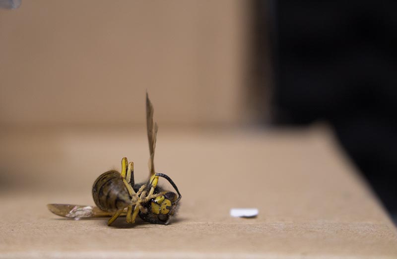 Pest Control Bee