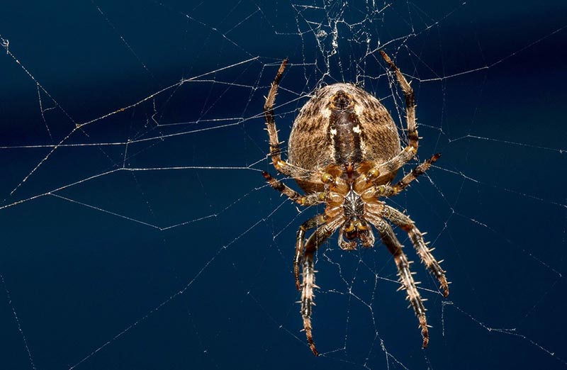 Pest Control Spider